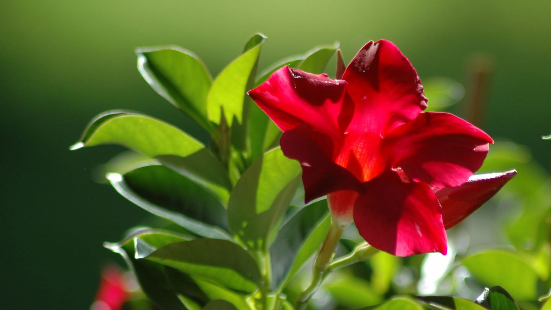 Плантпол-Україна — квітникарство у Львівській області