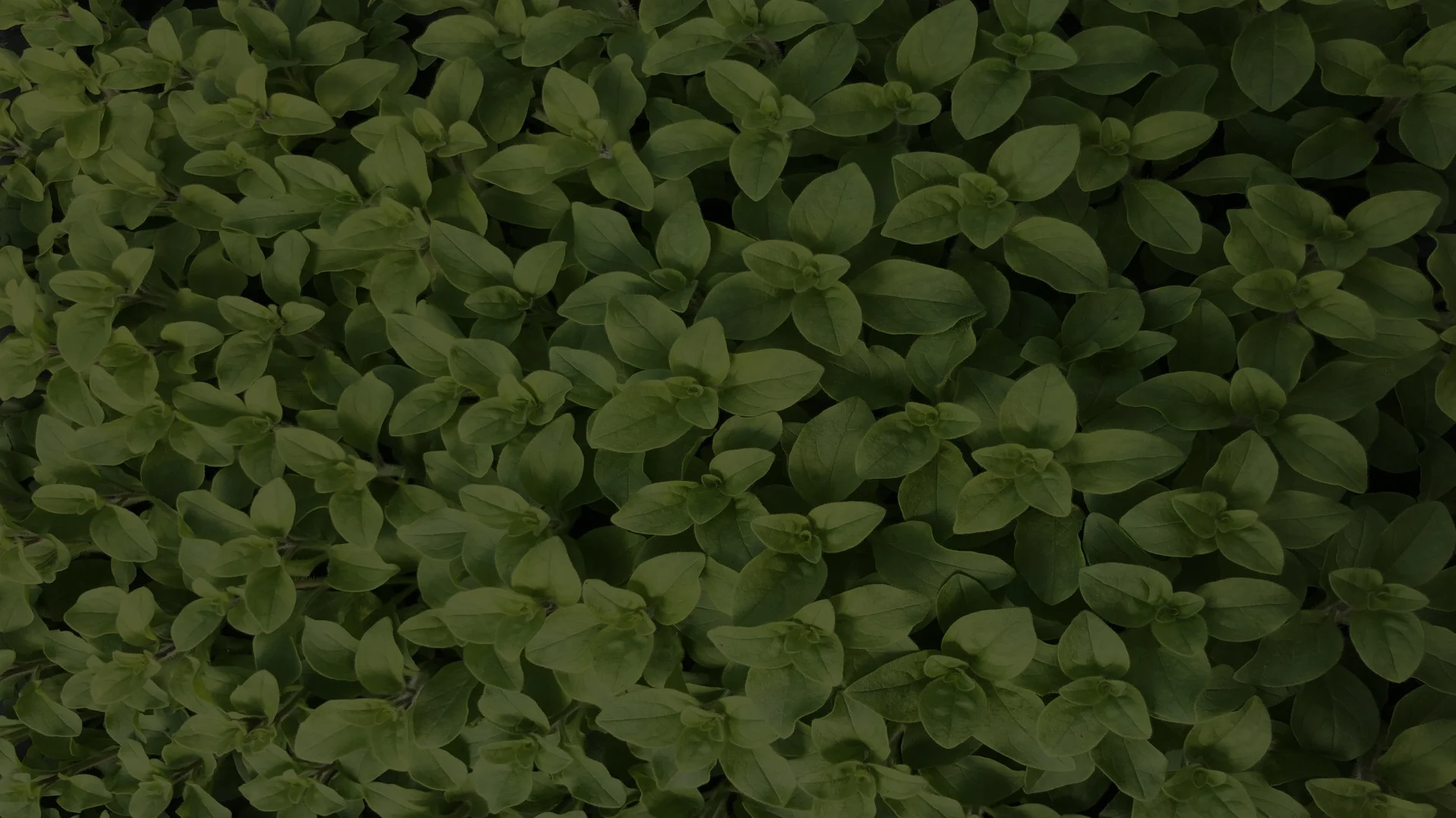 Про компанію Плантпол — квітникарство