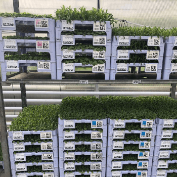 Упаковка рослин