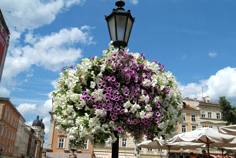 Фото квітникарства Плантпол-Україна 2