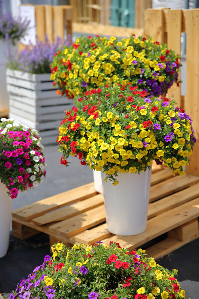 Фото квітникарства Плантпол-Україна 4